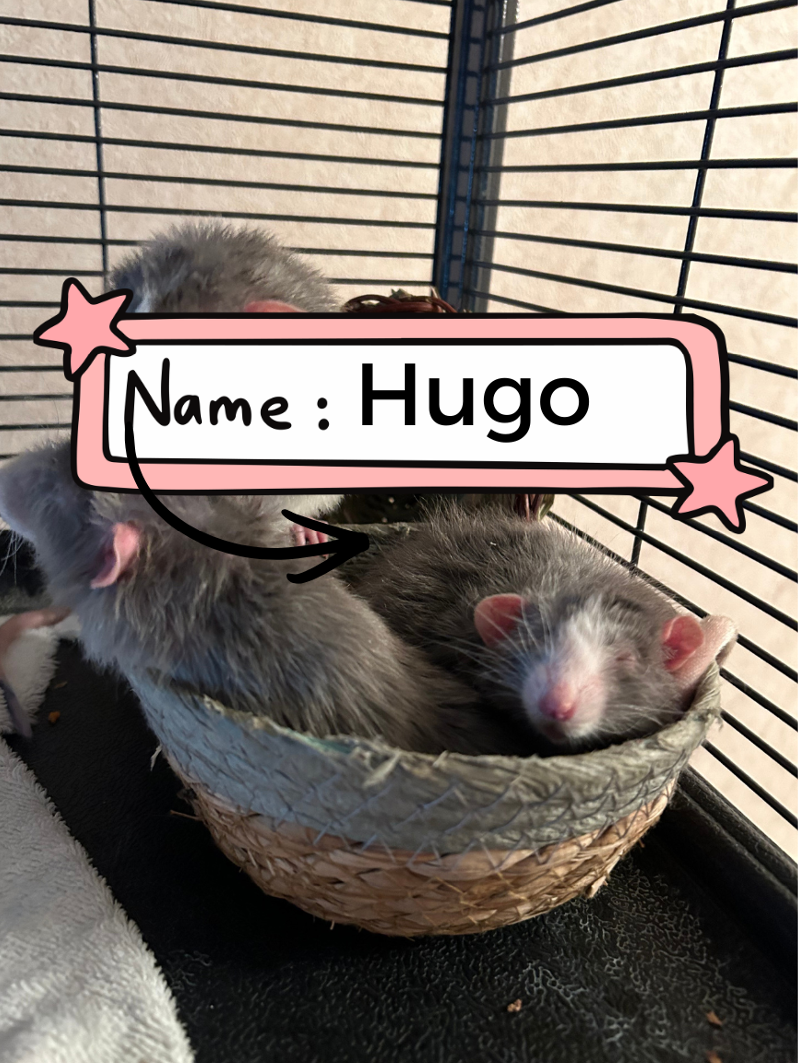 Hugo