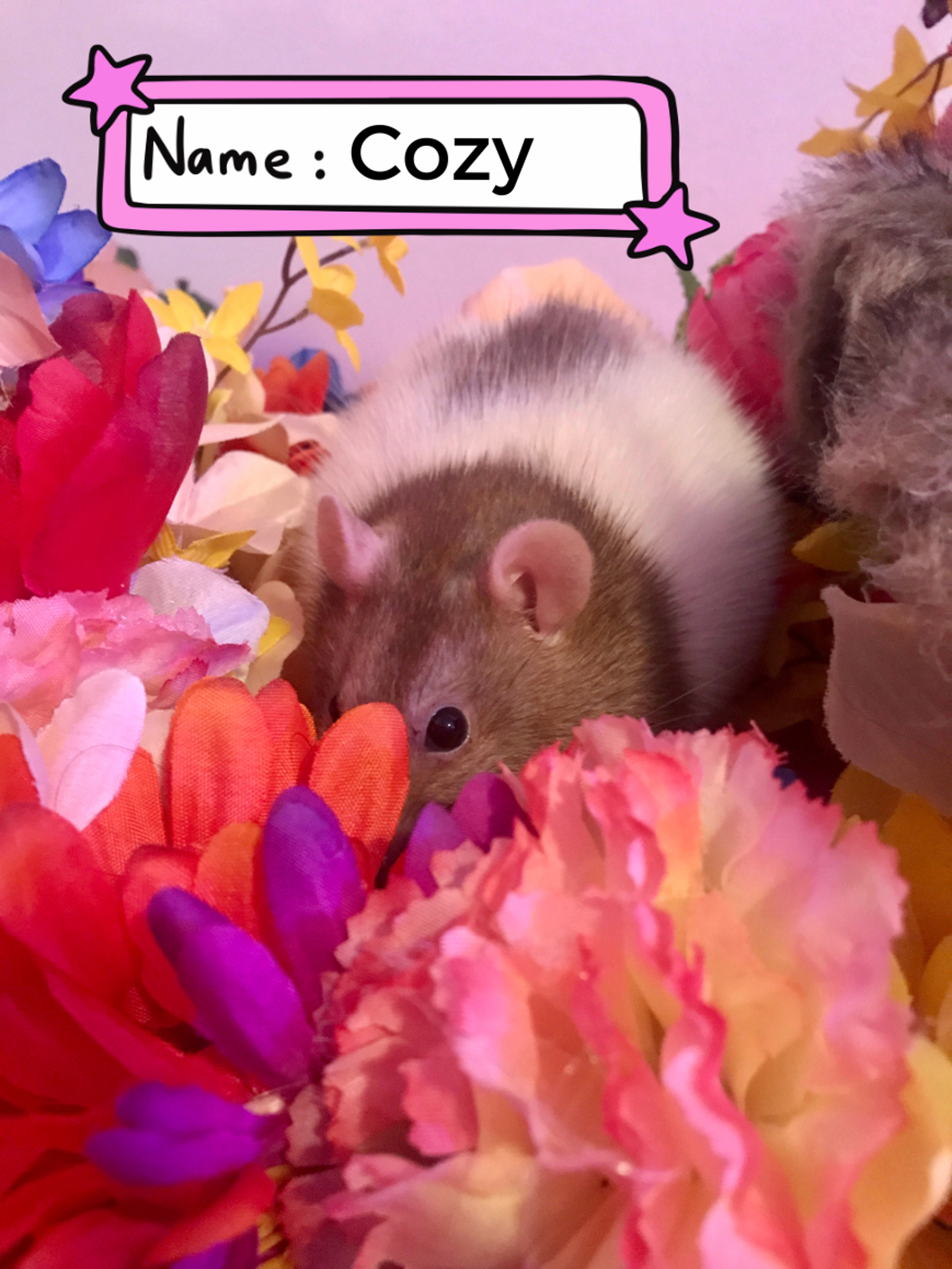 Cosi