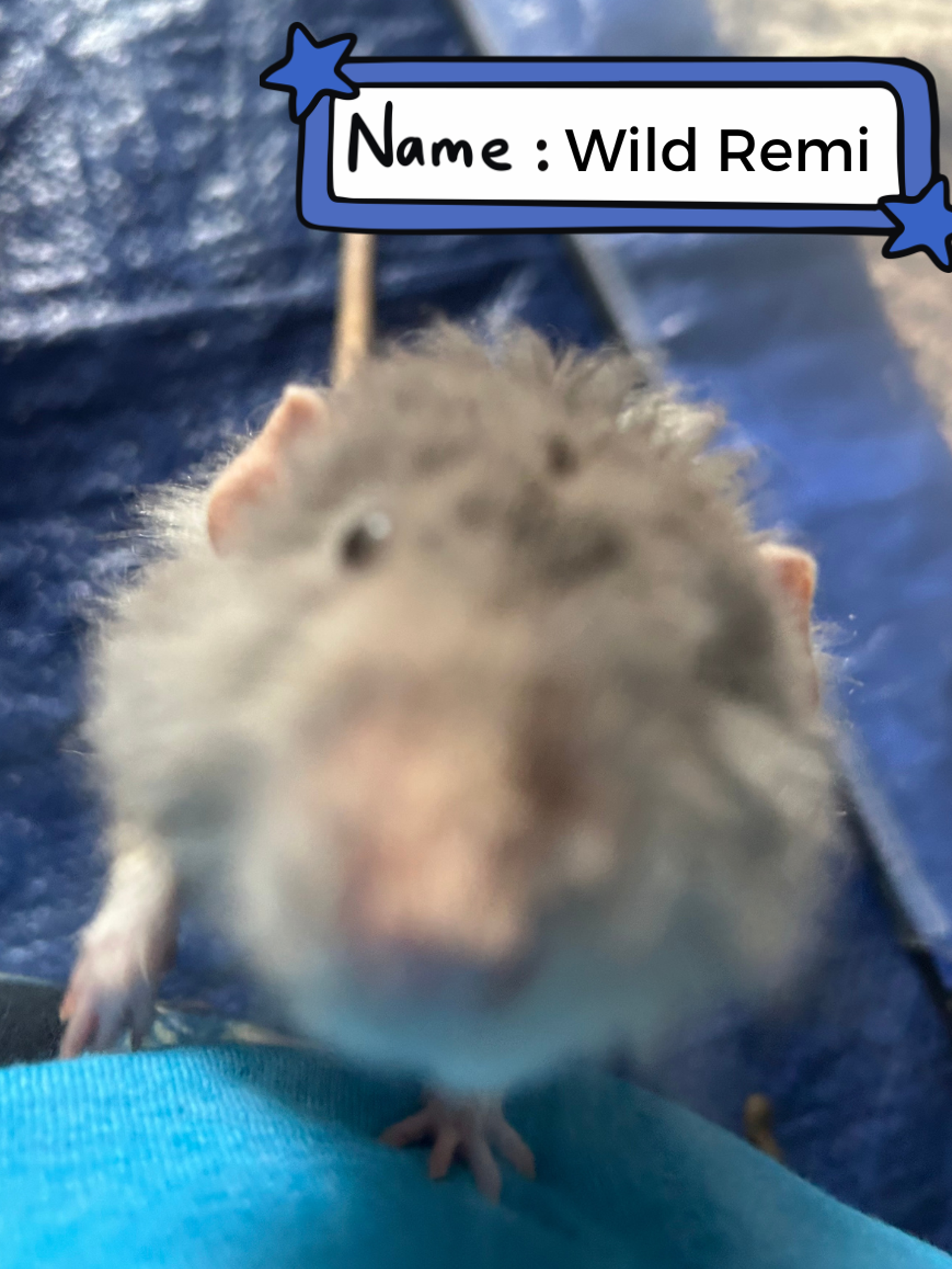 Wild Remi