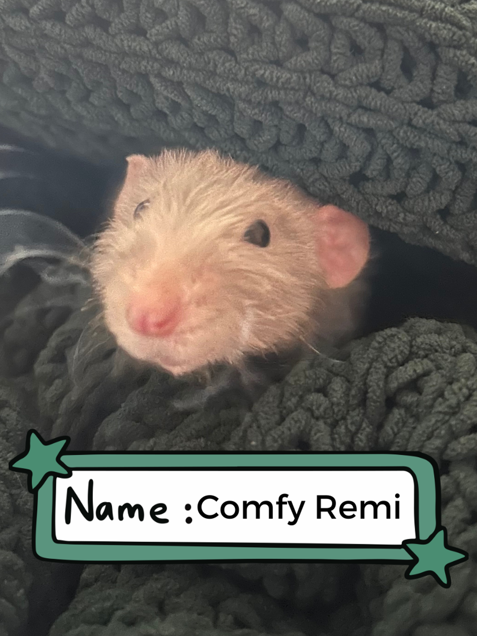 Comfy Remi