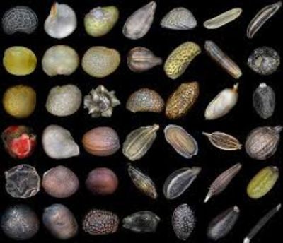 Seed Library Update