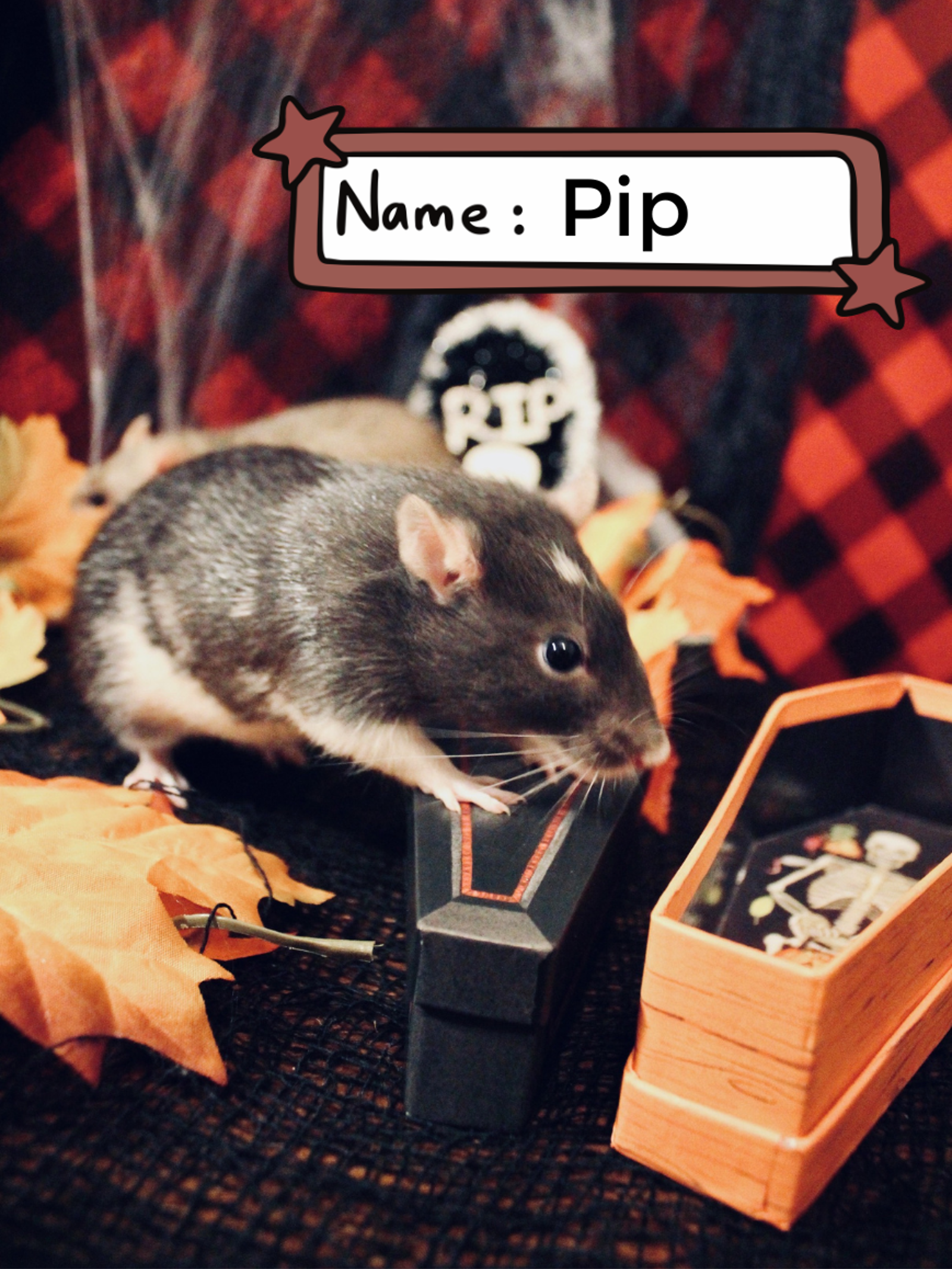 Pip